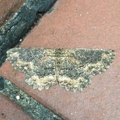 Microcalicha nigrescens