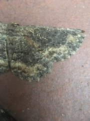 Microcalicha nigrescens