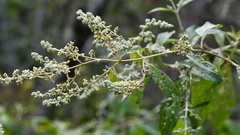 Buddleja americana