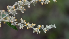 Buddleja americana