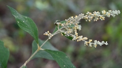 Buddleja americana