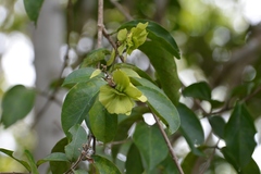 Psychopterys multiflora