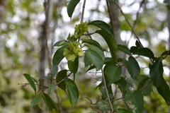 Psychopterys multiflora