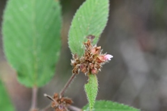 Melochia nodiflora