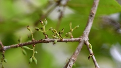 Forestiera rhamnifolia