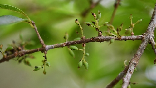 Caca ravet (Forestiera rhamnifolia)
