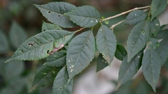 Forestiera rhamnifolia