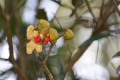 Ternstroemia tepezapote