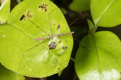 Ploiaria antipodum