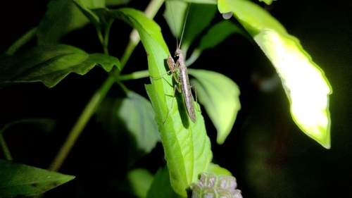 Memantis
