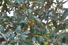 Ternstroemia tepezapote