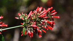 Russelia verticillata