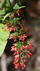 Russelia verticillata