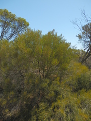 Acacia ampliata