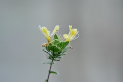 Loeselia ciliata