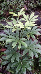 Image of Vepris cauliflora