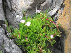 ×carpophyma mutabilis