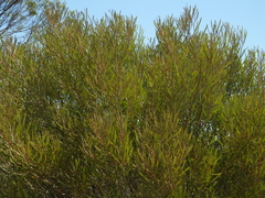 Acacia ampliata