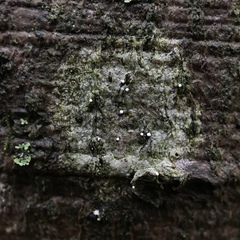 Dictyocatenulata alba