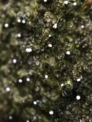 Dictyocatenulata alba