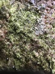Dictyocatenulata alba