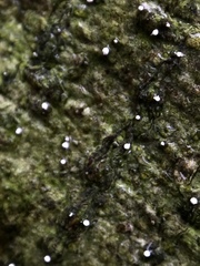 Dictyocatenulata alba