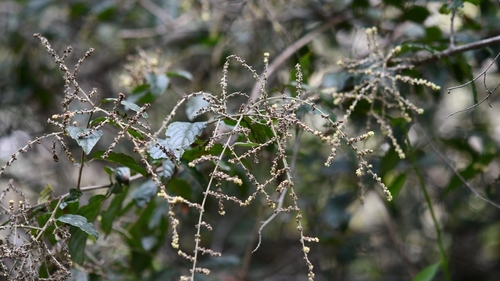 Sageretia elegans, photograph 2