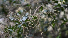 Sageretia elegans