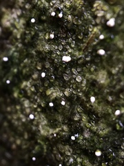 Dictyocatenulata alba