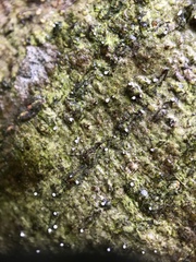 Dictyocatenulata alba