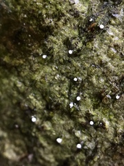 Dictyocatenulata alba