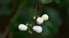 Chiococca parviflora