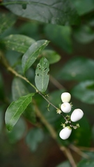 Chiococca parviflora
