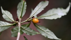 Psychotria mirandae