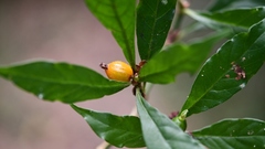 Psychotria mirandae