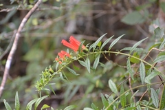 Lamourouxia lanceolata