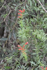 Lamourouxia lanceolata