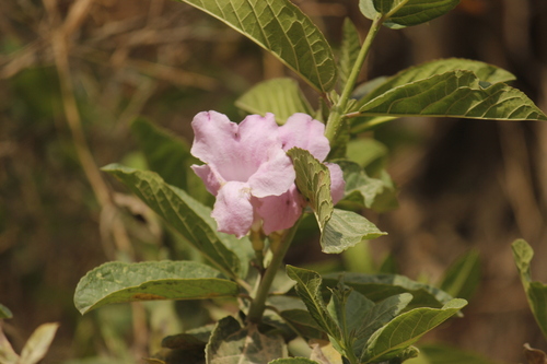 Image of Delostoma Dentatum (Delostoma dentatum) by no rights reserved