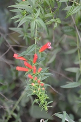 Lamourouxia lanceolata