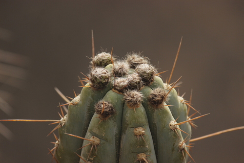 Image of Trichocereus macrogonus by no rights reserved