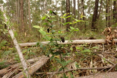 Platylobium parviflorum