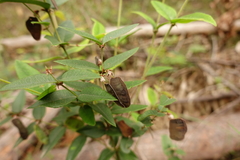 Platylobium parviflorum
