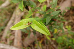 Platylobium parviflorum