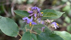 Solanum hispidum