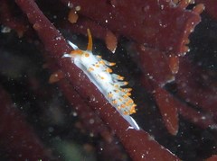 Diaphoreolis lagunae