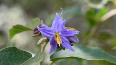 Solanum hispidum