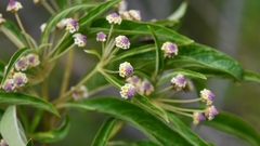 Lippia myriocephala