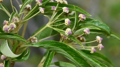 Lippia myriocephala