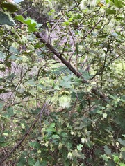 Chorilaena quercifolia