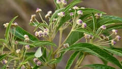 Lippia myriocephala